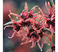 YouGarden Witch Hazel (Hamamelis x Intermedia) 'Ruby Glow' in a 2/3...