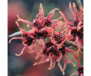 YouGarden Witch Hazel (Hamamelis x Intermedia) 'Ruby Glow' in a 2/3...