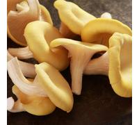 Yougarden Yellow Oyster Mushroom Growing Kit, Indoor Windowsill, 3 Litre Box, Multiple Harvests