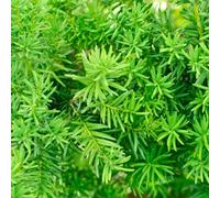 YouGarden Yew Hedging Taxus Baccata Plant in Pot 35cm 24 Pack - Size: 25 x 9 x 9cm - Green - Wilko