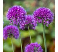 Yougarden You Garden - 1 X Allium Lavender Bubbles In A 9Cm Pot