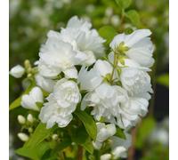 Yougarden You Garden - 1 X Philadelphus Virginal - Mock Orange Plant In A 2-3L Pot - Beautiful White Blossom Tree For Gardens Supplied As 1
