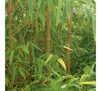 Yougarden You Garden - 2 X Yellow Bamboo (Phyllostachys) Plants 80-100Cm Tall - Pair Of Bamboo Plants In 2L Pots Ready To Plant Out