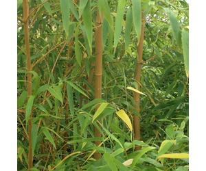 Yougarden You Garden - 2 X Yellow Bamboo (Phyllostachys) Plants 80-100Cm Tall - Pair Of Bamboo Plants In 2L Pots Ready To Plant Out