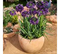 YouGarden Agapanthus 'Black Jack' in 9cm pots x3