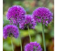 Yougarden You Garden - 3 X Allium Lavender Bubbles In 9Cm Pots