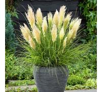 Yougarden You Garden - 3 X Cortaderia 'tiny Pampa' In 9Cm Pots - Pampus Grass For Gardens - Ready To Plant Pampus Grass