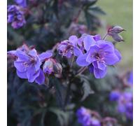 You Garden Geranium Hardy Storm Cloud 3 x 9 cm Pots Blue