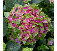 Yougarden You Garden - 3 X Hydrangea 'glam Rock' (Schloss Wackerbath) In A 9Cm Pot