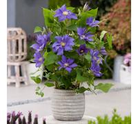 Yougarden You Garden - 3 X Patio Clematis 'olympia Boulevard' In A 10.5Cm Pots