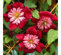 Yougarden You Garden - 3 X Premium Double Clematis 'avant Garde' In A 7Cm Pot
