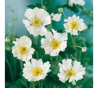 Yougarden You Garden - Anemone Japanese 'whirlwind' In A 9Cm Pot