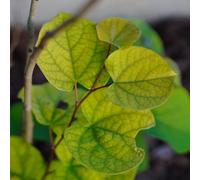 Yougarden You Garden - Cercis Canandensis 'forest Pansy'