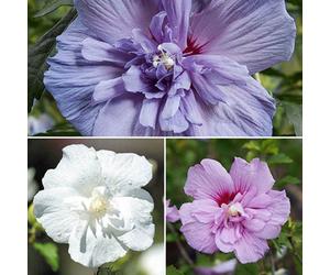 Yougarden You Garden - Double Flowered Hardy Hibiscus Chiffon 'collection' Plants 3 X 9Cm Plants Lavender Blue White