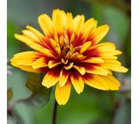 Yougarden You Garden Heliopsis Funky Spinner Established Plant In 9Cm Pot Ready For Planting