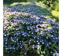 Yougarden You Garden - Hydrangea Serrata Magic Pillow Three Established Plants In 9Cm Pots
