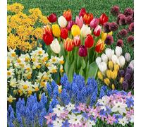 Yougarden You Garden - Spring Flowering Bulb Mixed Pack, 600 Bulbs, 7 Varieties, Bulk Buy Collection (600 Bulbs)