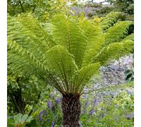 YouGarden Dicksonia Antartica in 9cm Pots x3