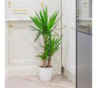 Yougarden Yucca Houseplant, Elephantipes House Plant, 90Cm Tall With Three Stems, Supplied In 21Cm Pot, Real Houseplants