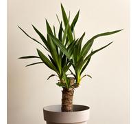 YouGarden Yucca single stem in a 11cm pot
