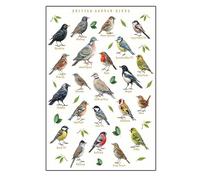 YounBeauty Bird Watching Gift for Children - British Birds Identification Poster Canvas Wall Art | Educational Nature Print for Nursery Classroom Home School Decor, Unframed 30x40cm