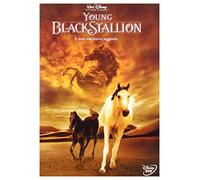 Young black stallion