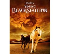 Young Black Stallion