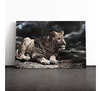 Young Lion Canvas Print | Gallery Wrapped 30mm Frame Wall Art | 20x14 inches | Ready to Hang | Modern Animals Picture | Living Room Bedroom Lounge Office