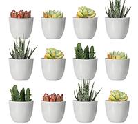 Youngever 24 Pack 5CM Mini Plastic Planters, Indoor Flower Plant Pots, Grey Gardening Pot with Drainage - NO Plant Included (Modern)