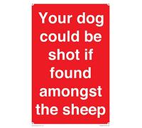 Your dog could be shot if found amongst the sheep Sign - 200x300mm - A4P