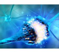 Your Nervous System, Hormones, and Behavior