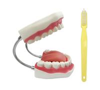 YOUYA DENTAL Large Anatomical Teeth Model Dentist Teaching Oral Hygiene Care Model with Toothbrush 8.66 5.9 5.5 inches Tooth Model Evolution Display Tools for Teaching and Study