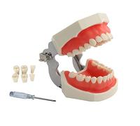YOUYA DENTAL TM-021 Dental Typodont Teeth Model, Completely Detachable Teaching Study Tools Typodont Articulated Anatomy Teeth Model 28 Removable Teeth, with a Small Screwdriver