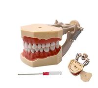 YOUYA DENTAL TM-460 Anatomy Typodont Educational Model with 32pcs Removable Teeth for Teaching and Study