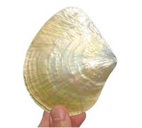 YOUYIMEI Large Natural Sea Shells,1Pc 9-10Cm Large Natural Rare Real Sea Shell Conch Home Fish Tank Marine Decoration Party Home Ornaments Great Gifts(10cm)