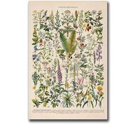 YPZCKXNLF Wall Art Picture Prints, Vintage Print Medicinal Plants Flowers Poster Floral Botanical Illustration French Lexicon Wall Decoration Posters 50X70Cm