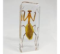 YQDHB Insect Resin,Real Giant Insect Paperweight Taxidermy Specimen ,Real Insect Specimen Transparent Resin Creative Small Ornaments Kindergarten Teaching Observation Toy Scorpion Spider Beetle