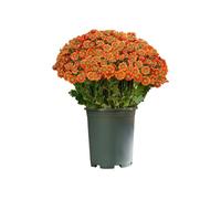 YROHGKPN Artificial Chrysanthemums Flower Branch Outdoor Interior Decoration for Wedding Engagement Party Floral Arrangements Vase Floral Arrangement