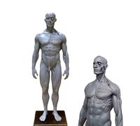 YRQMGSF 30cm Male and Female Resin Human Anatomical Anatomy Skull Head Body Model Anatomical Reference for Artists