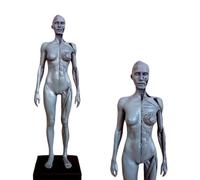 YRQMGSF 30cm Male and Female Resin Human Anatomical Anatomy Skull Head Body Model Anatomical Reference for Artists