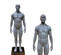 YRQMGSF 30cm Male and Female Resin Human Anatomical Anatomy Skull Head Body Model Anatomical Reference for Artists