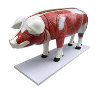 YRQMGSF 40.1 Inch Pig Torso Anatomy Model Domestic Animal Visceral Organ for Medical Student Learning Education Display