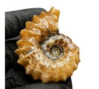 YRQMGSF Chrysanthemum Shaped Fossil for Home & Office Unique Educational Specimen 50mm