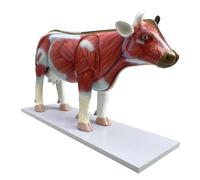 YRQMGSF Cow Torso Model - Cow Organ Anatomy Model - Life Size Replica Medical Anatomy Anatomical Removable Science Classroom Demonstration Tools