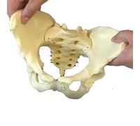 YRQMGSF Female Pelvic Floor Muscle Model - Flexible Human Skeletal Anatomy Model - for Medical Science,White,26cm