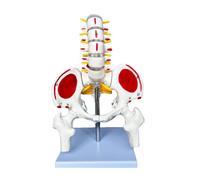 YRQMGSF Life Size Female Pelvis Model - Human Female Pelvic Basin Model - Movable Pelvis Model for Student, Doctor
