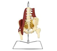 YRQMGSF Lumbar Spine Model with Nerves,Suspended Human Lumbar Spine Model with Five Vertebrae, for Medical Education Study,White,30cm