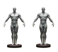 YRQMGSF Male Human Anatomy Figure Ecorche and Skin Model Lab Supplies Anatomical Reference for Artists