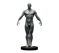 YRQMGSF Male Human Anatomy Figure Ecorche and Skin Model Lab Supplies Anatomical Reference for Artists