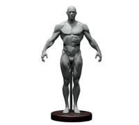 YRQMGSF Male Human Anatomy Figure Ecorche and Skin Model Lab Supplies Anatomical Reference for Artists